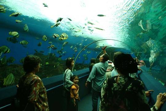 du-lich-singapore-tu-tuc-underwater-world-singapore